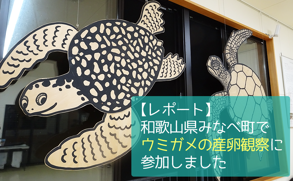 【レポート】和歌山県みなべ町でウミガメの産卵観察に参加しました